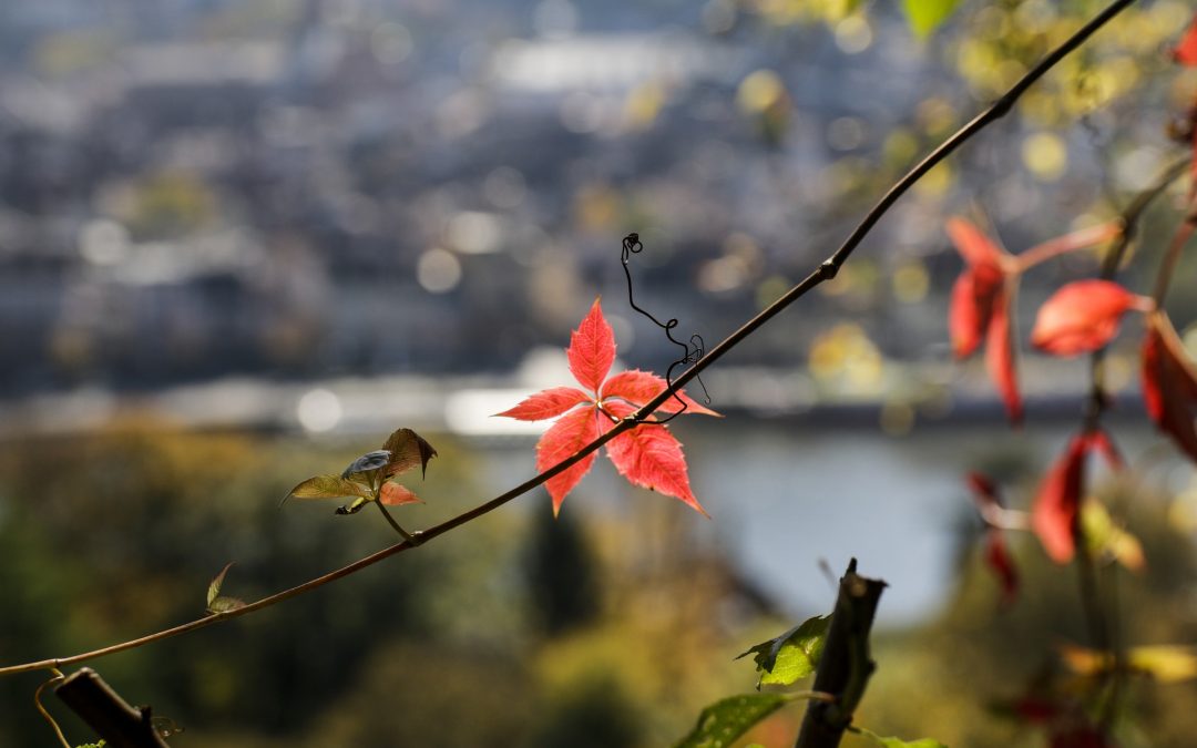 Mindful zorg verlenen, hoe doe je dat?